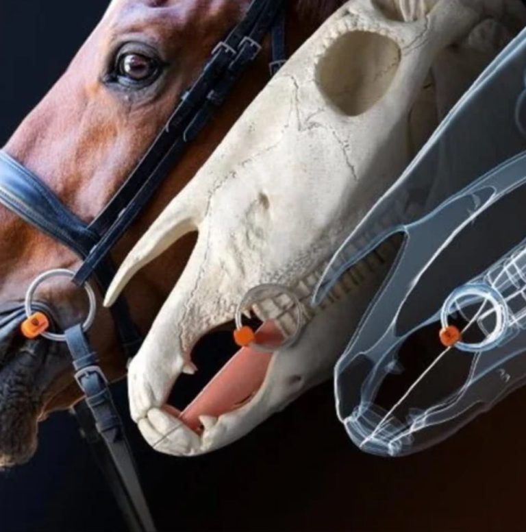 The Fitted Horse Bit, Bridle & WOW Saddle Fitting The Fitted Horse Bit, Bridle & WOW Saddle Fitting